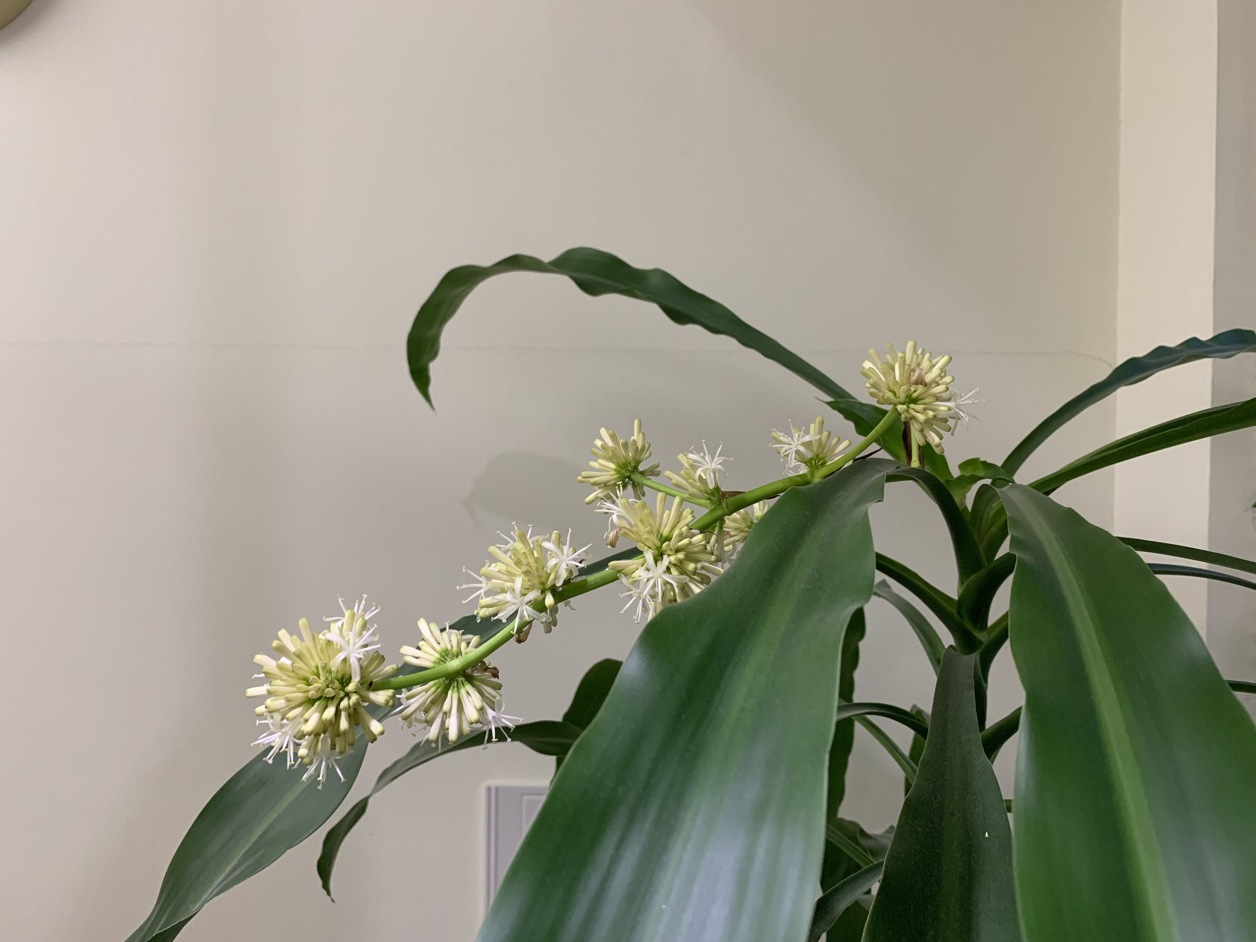 幸福の木が咲きました そえじま矯正歯科